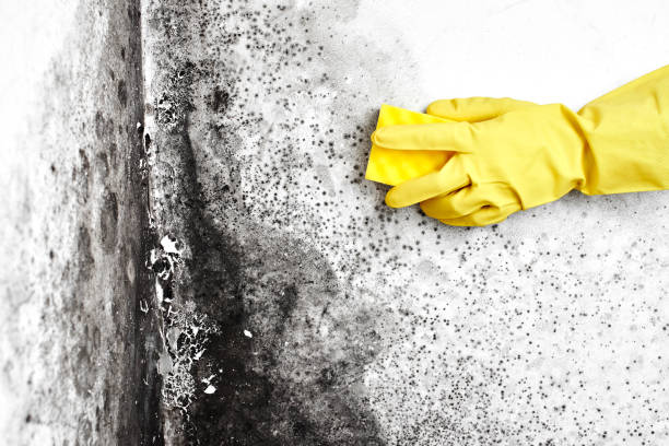 Best Mold Remediation for Specific Building Types in Annandale, MN