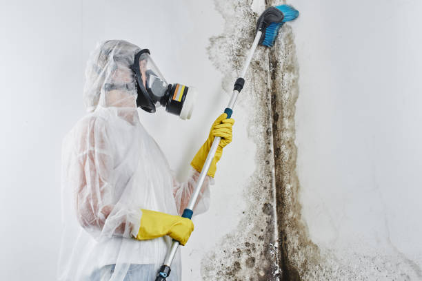 Best DIY Mold Remediation Support Services in Annandale, MN