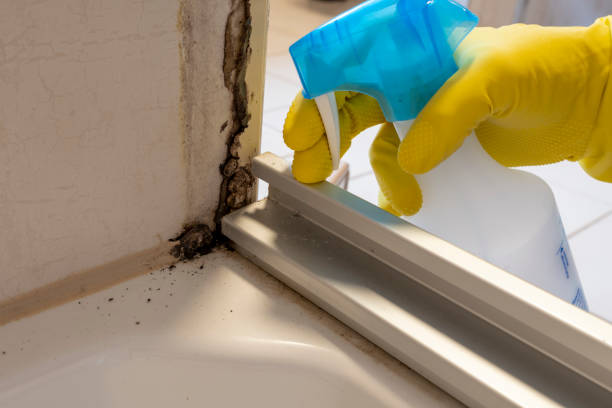 Best Mold Testing and Inspection Services in Annandale, MN