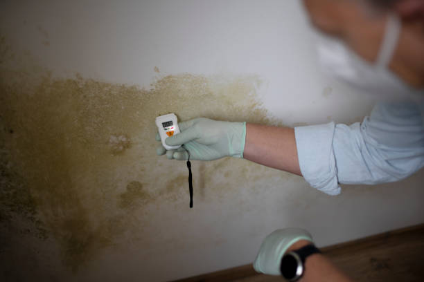 Best HVAC Mold Remediation in Annandale, MN