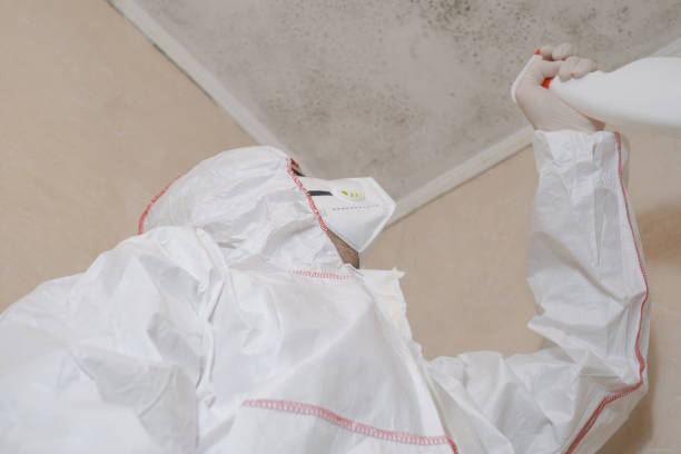 Best Basement Mold Remediation in Annandale, MN