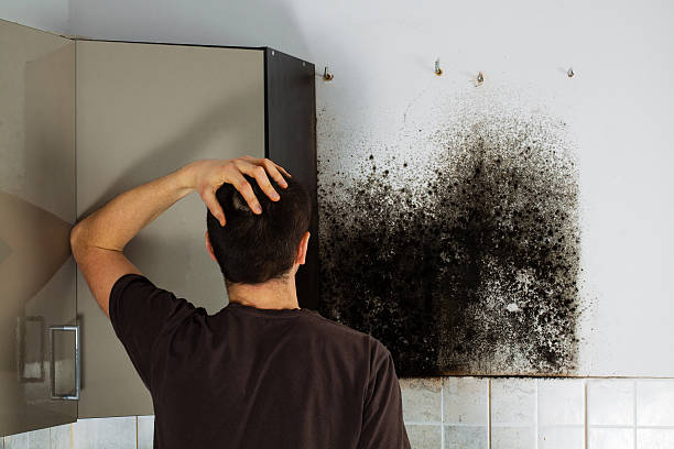 Best White Mold Remediation in Annandale, MN