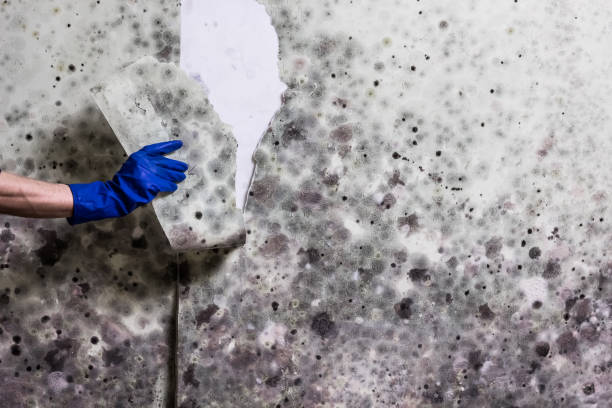Professional Mold Remediation in Annandale, MN