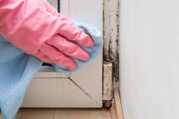 Best Localized Mold Remediation (e.g., coastal areas, humid climates) in Annandale, MN